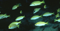 Lutjanus bengalensis, Bengal snapper: fisheries