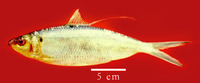 Opisthonema oglinum, Atlantic thread herring: fisheries, bait