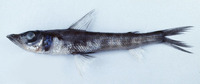 Chlorophthalmus albatrossis, : fisheries