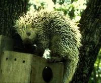 Image of: Coendou prehensilis (Brazilian porcupine)