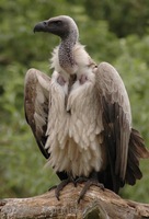 Gyps africanus - White-backed Vulture