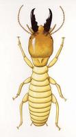 Image of: Zootermopsis laticeps