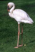 Phoeniconaias minor - Lesser Flamingo
