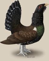 Image of: Tetrao urogallus (western capercaillie)