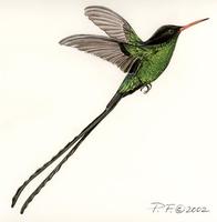 Image of: trochilus polytmus (red-billed streamertail)