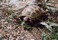Testudo horsfieldii kazachstanica - Kazachstan tortoise