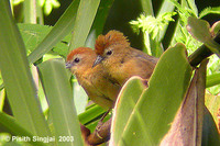 Rufous-fronted Babbler - Stachyris rufifrons