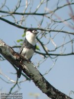White-necked Puffbird - Notharchus macrorhynchos