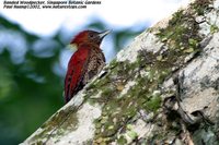 Banded Woodpecker - Picus mineaceus