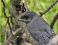 Gray Jay - Perisoreus canadensis