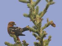 Whitewinged Crossbill