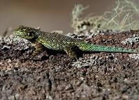 Green Spiny Lizard