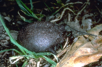 : Breviceps fuscus; Black Rain Frog