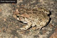 : Bufo rangeri; Ranger's Toad
