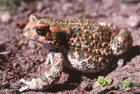 : Bufo viridis; European Green Toad (nice Red Female)
