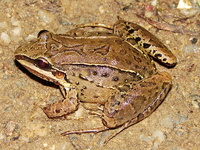 : Leptodactylus notoaktites; Iporanga White-lipped Frog