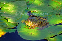 : Rana chiricahuensis; Chiricahua Leopard Frog