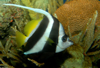 : Heniochus diphreutes; Pennant Bannerfish