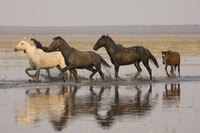 : Equus calabus; horses