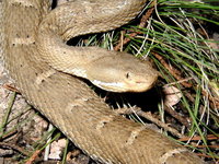: Crotalus willardi silus; Chihuahua Ridge-nosed Rattlesnake