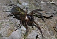 : Amaurobius sp.; Spider