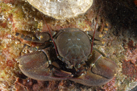 : Petrolisthes eriomerus; Porcelain Crab