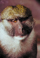 Allen's swamp monkey (Allenopithecus nigroviridis)