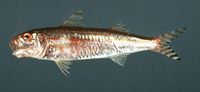 Upeneus parvus, Dwarf goatfish: fisheries