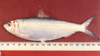 Sardinella fimbriata, Fringescale sardinella: fisheries
