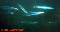Sphyraena sphyraena, European barracuda: fisheries, gamefish