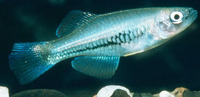 Hypsopanchax catenatus, Chain lampeye: aquarium