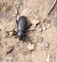 Image of: Tenebrionidae (darkling beetles)