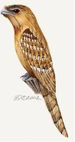 Image of: Podargus papuensis (Papuan frogmouth)