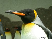 King Penguin - Aptenodytes patagonicus