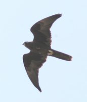Black Falcon - Falco subniger