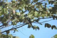 Green Kingfisher - Chloroceryle americana
