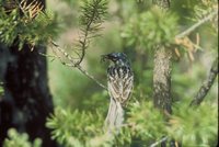 Kirtland's Warbler - Dendroica kirtlandii
