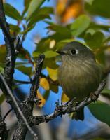 Goldcrowned Kinglet. Another baby