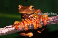 : Rhacophorus pardalis; Gliding Tree Frog
