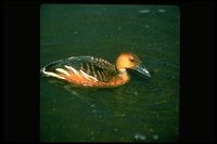 : Dendrocygna bicolor; Fulvous Whistling Duck