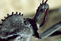 : Arilus cristatus; Wheel Bug
