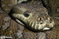 : Morelia bredli; Centralian Carpet Python