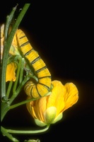 : Phoebis sp.; Sulphur Butterfly (caterpillar)