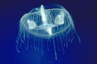 : Craspedacusta sowerbyi; Freshwater Jellyfish