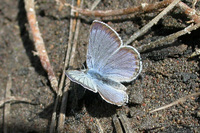 : Plebeius icarioides; Boisduval's Blue