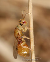 : Sycophila sp.