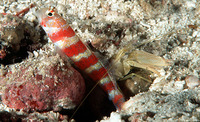 Amblyeleotris wheeleri, Gorgeous prawn-goby: aquarium