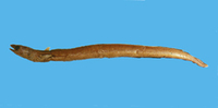 Ariosoma anagoides, Sea conger: