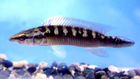 Crenicichla geayi, Halfbanded pike cichlid: aquarium
