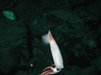 Gonatus onyx - Clawed armhook squid
